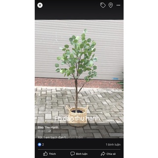 Bạch đàn 1.2m