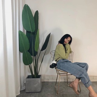 Cây bàng sing giả 60cm-170cm