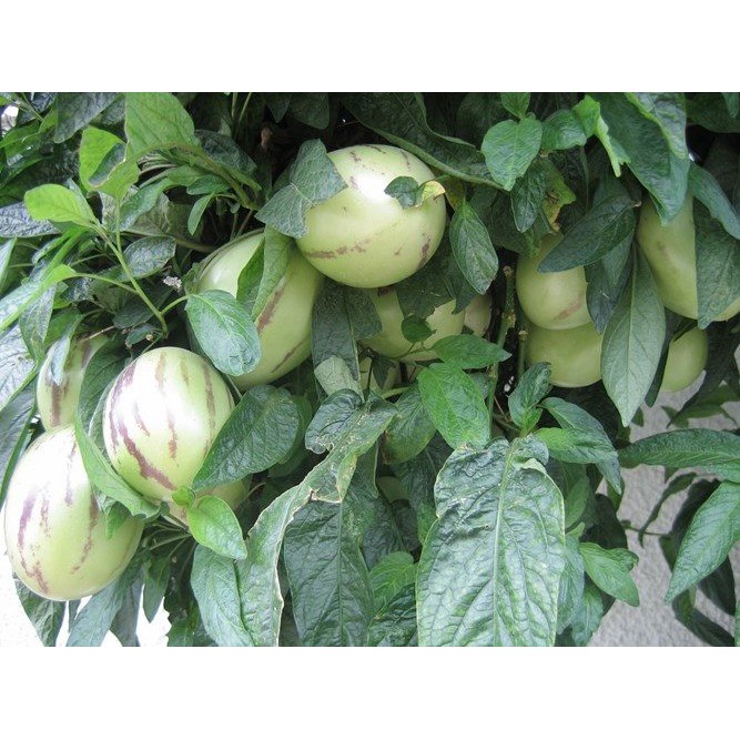 hạt giống dưa Pepino f1 ( dưa hấu nam mỹ)