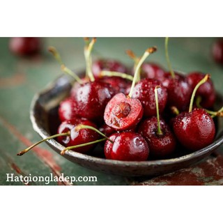 Hạt Giống Cây Anh Đào ( Cherry )