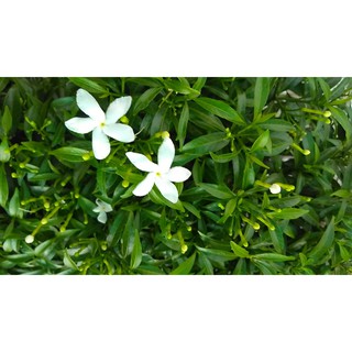 Cây Mai Vạn Phúc