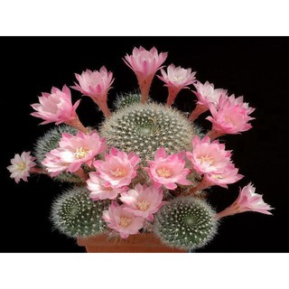 HẠT GIỐNG XƯƠNG RỒNG