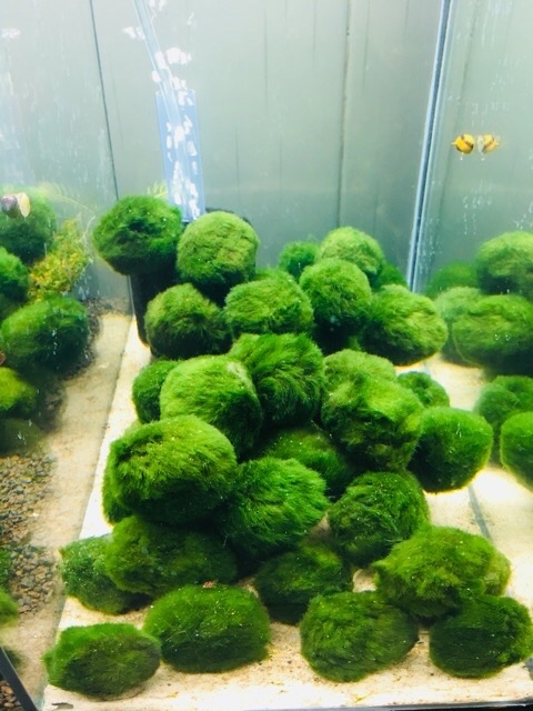 Tảo Cầu MARIMO MOSS BALL - Tảo Cầu Nhật Bản Size 3-5cm