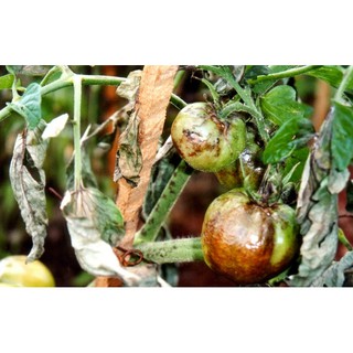 Thuốc trừ bệnh Phytocide 50WP 80g