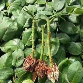 siêu ra rễ lọ nhỏ root king lọ 20ml
