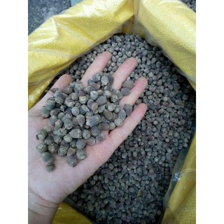 1kg quả sim rừng khô