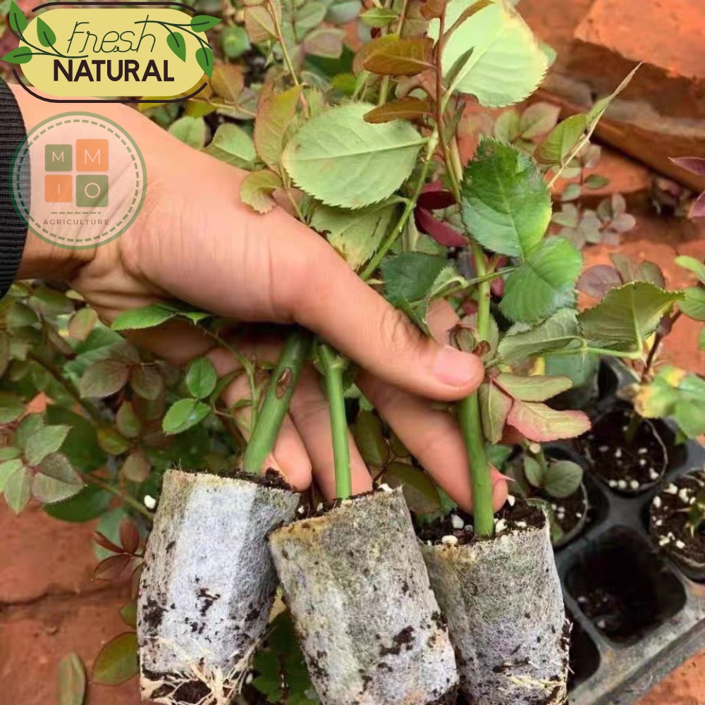 Viên nén xơ dừa (1 viên) - Ươm hạt giống cây trồng, giâm chiết cành siêu tiện lợi