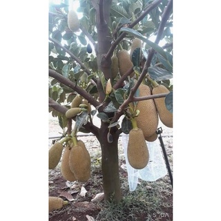 mít ruột đỏ indo