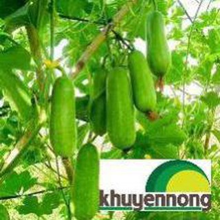 10 hạt giống quả bí đao chanh