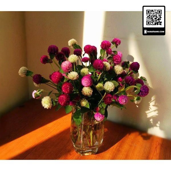 Hạt giống hoa cúc bách nhật