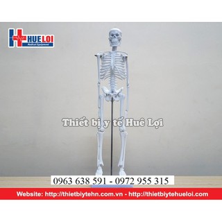 Mô Hình Tổng thể Xương Người 45 cm