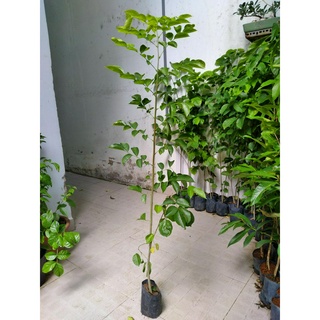 Cây giáng hương, chiều cao khoảng 1m