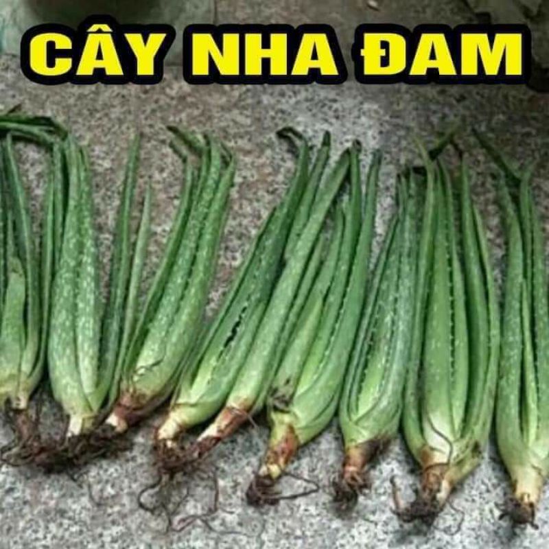 CÂY GIỐNG NHA ĐAM LÔ HỘI MUA 10 CÂY TẶNG 1 CÂY