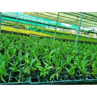 HOA LAN BÀ LIỄU XƯA