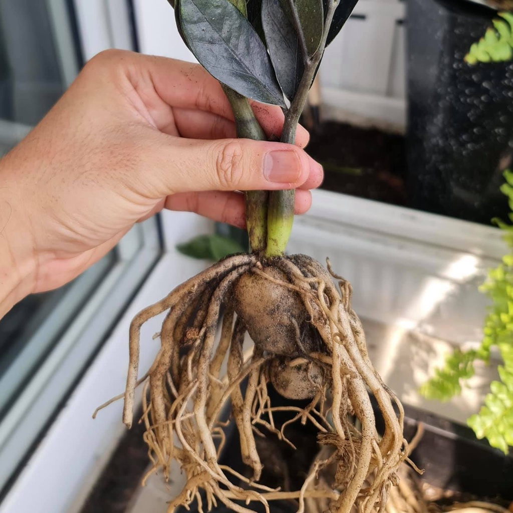 Kim Tiền Đen siêu hiếm -