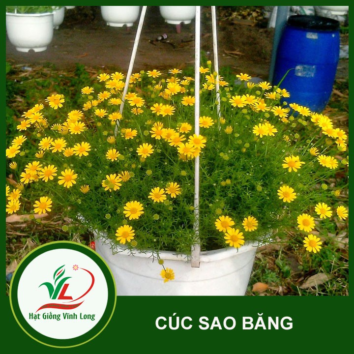 Hạt giống hoa Cúc sao băng  - 30 hạt