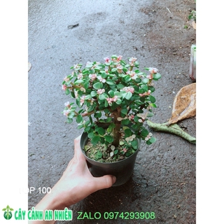 Đô La Thân Cổ Thụ