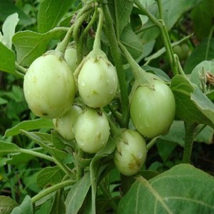 [GIÁ GỐC] Hạt giống cà pháo xanh cao sản - 3 gram
