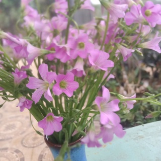 củ hoa may mắn ba lá,chua me đất