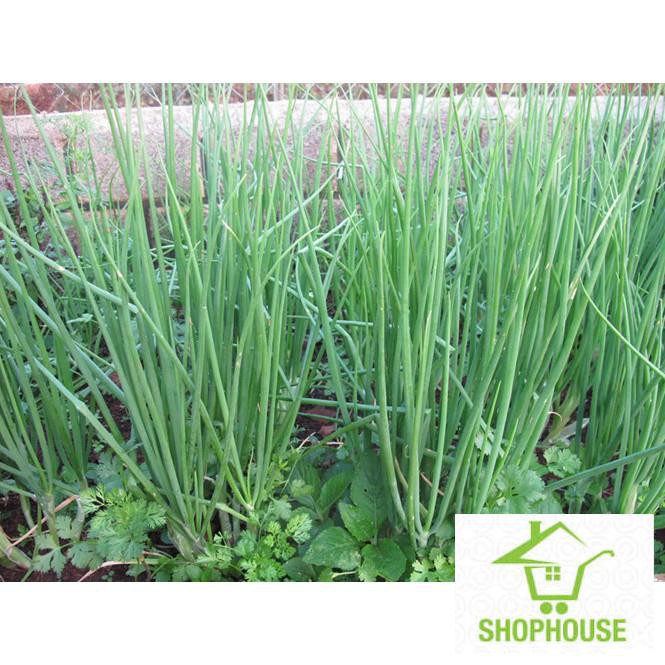 Shophouse Gói 5 gr hạt giống hành ta  SHOP HOUSE  TẾT KHUYẾN MẠI