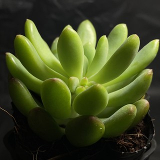 Sen đá thược dược ( size bầu)