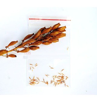 Hạt giống cây bắt mồi nắp ấm ( Gói 10 hạt )  ( ĐẢM BẢO CHUẨN HẠT NẮP ẤM ) - STHG2