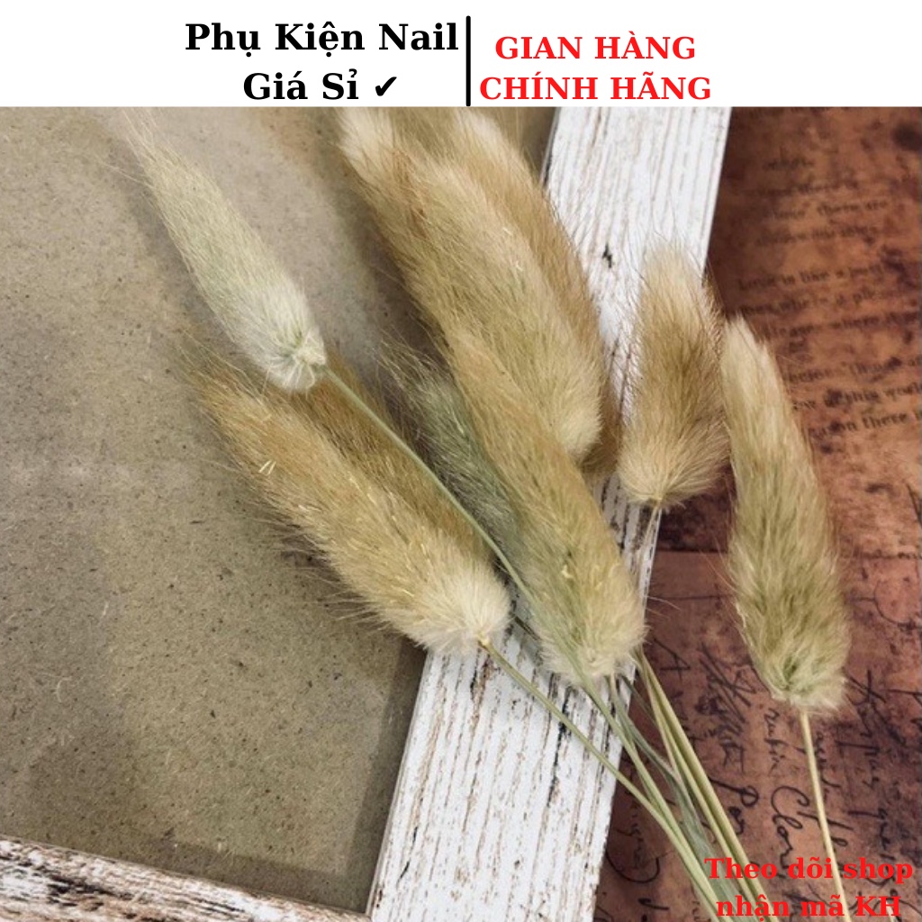 Hoa, cỏ đuôi chuột, bông lau DECOR chụp ảnh background siu xinh