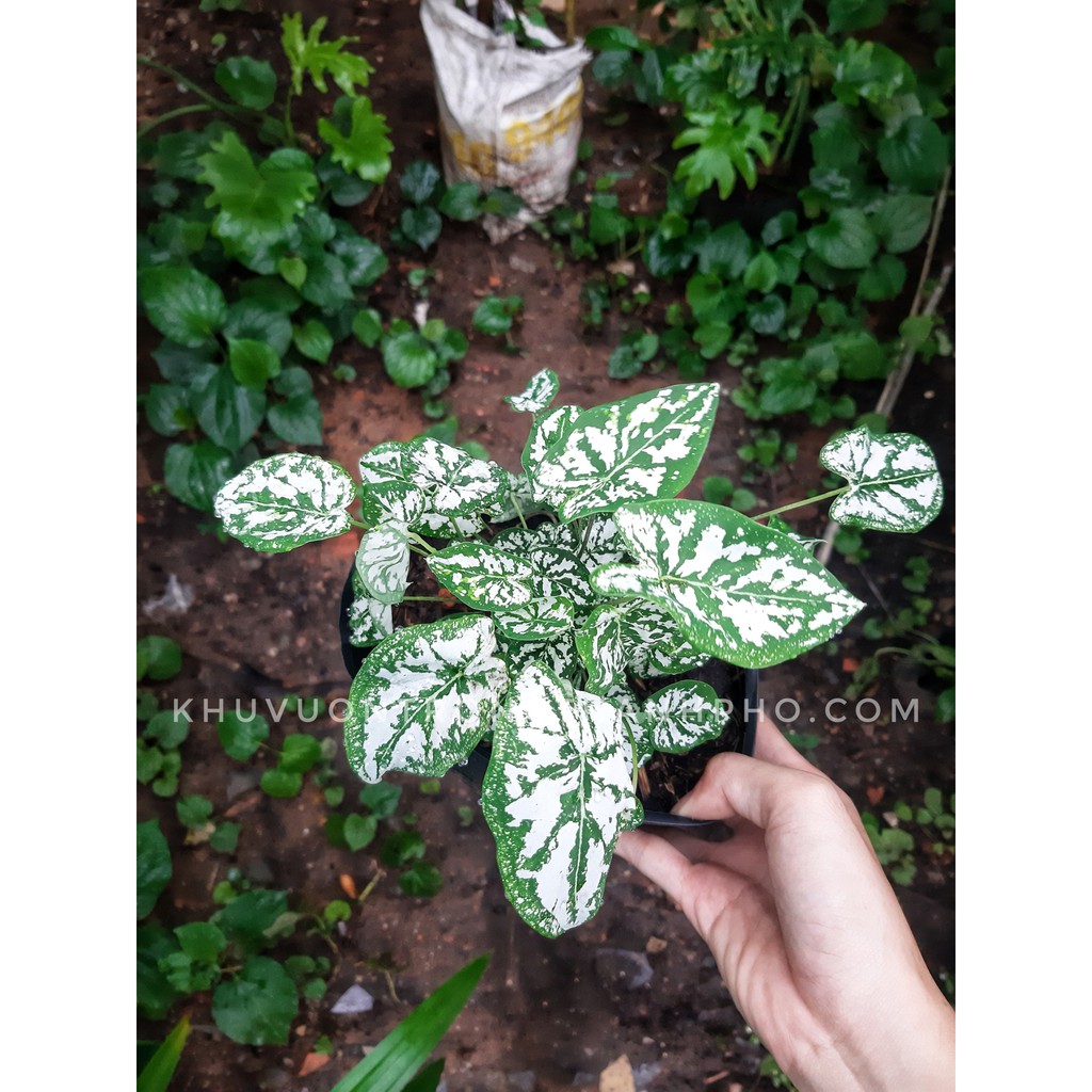 Cây môn đốm trắng-cây trồng ưa nắng nhưng không quá gắt
