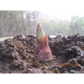CỦ HOA HỒNG TÚ CẦU - 1 Củ