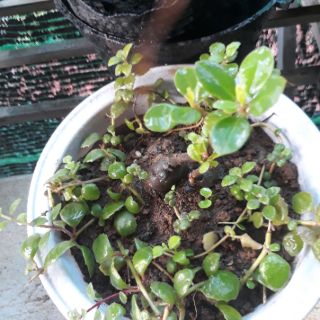 cây nhân sâm đất (hàng giao như hình - cây đã có củ)