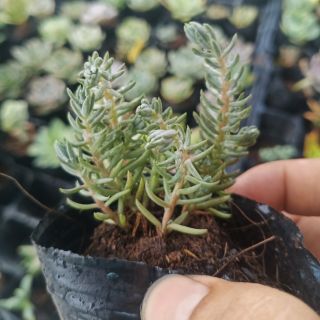 Sedum Cỏ Tuyết