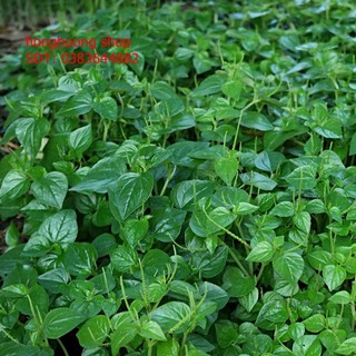 Hạt giống rau càng cua