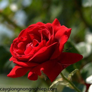 Cây hoa hồng leo Valentine rose - 1 chậu