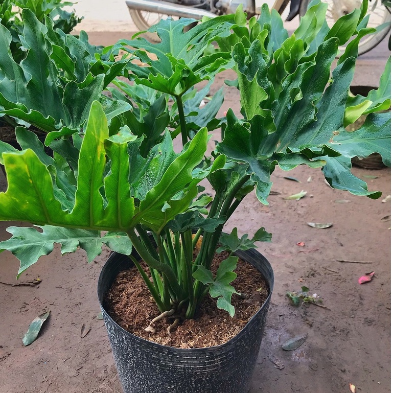Cây trầu bà thanh xuân, trầu bà lá xẻ SIZE TO ⚡️GIÁ VƯỜN⚡️ xanh bóng tươi tốt, cây trang trí nội thất, sân vườn