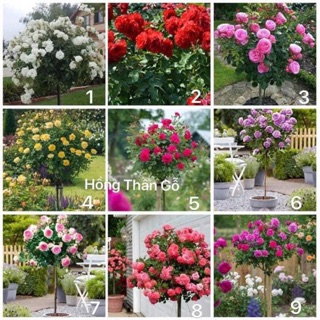 Combo 2 hồng thân gỗ, 1 hồng leo và 3 hồng bụi