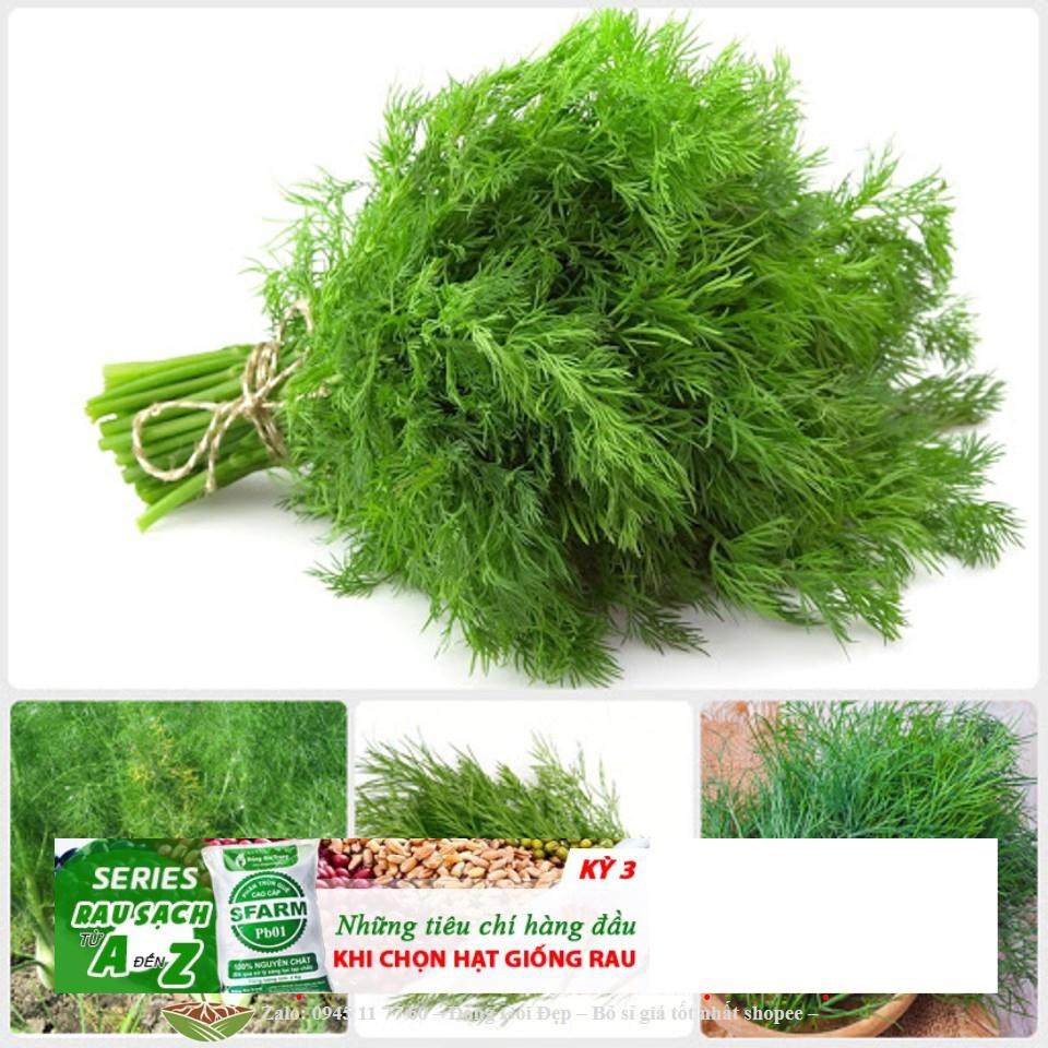Hạt giống thì là bốn mùa