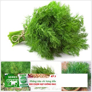 Hạt giống thì là bốn mùa