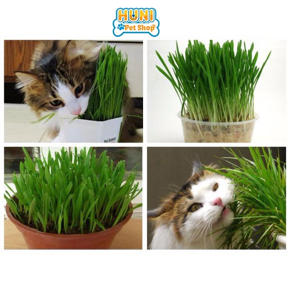 [Qùa tặng hạt cỏ] Cỏ mèo trồng sẵn, cỏ mèo tươi cho chó mèo giảm búi lông, khỏe đường ruột - chỉ nowship HCM Hunipetshop