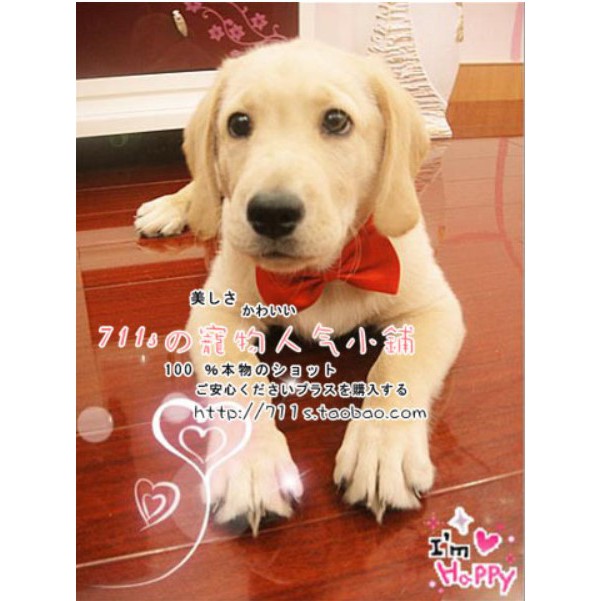[Mã PET50K giảm Giảm 10% - Tối đa 50K đơn từ 250K] Nơ đe cổ cho chó mèo
