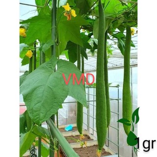 Hạt giống Mướp Hương Xanh Trái Dài