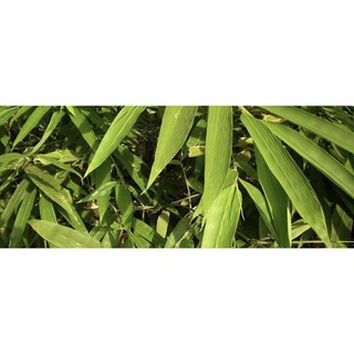 lá tre (tươi/500g)