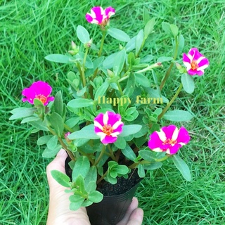 Chậu hoa mười giờ sam màu sen sọc kem