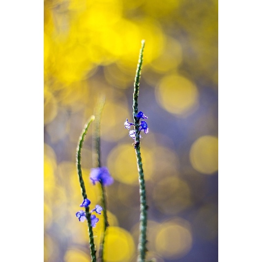 Ống kính MF industar 61LD 55/2.8