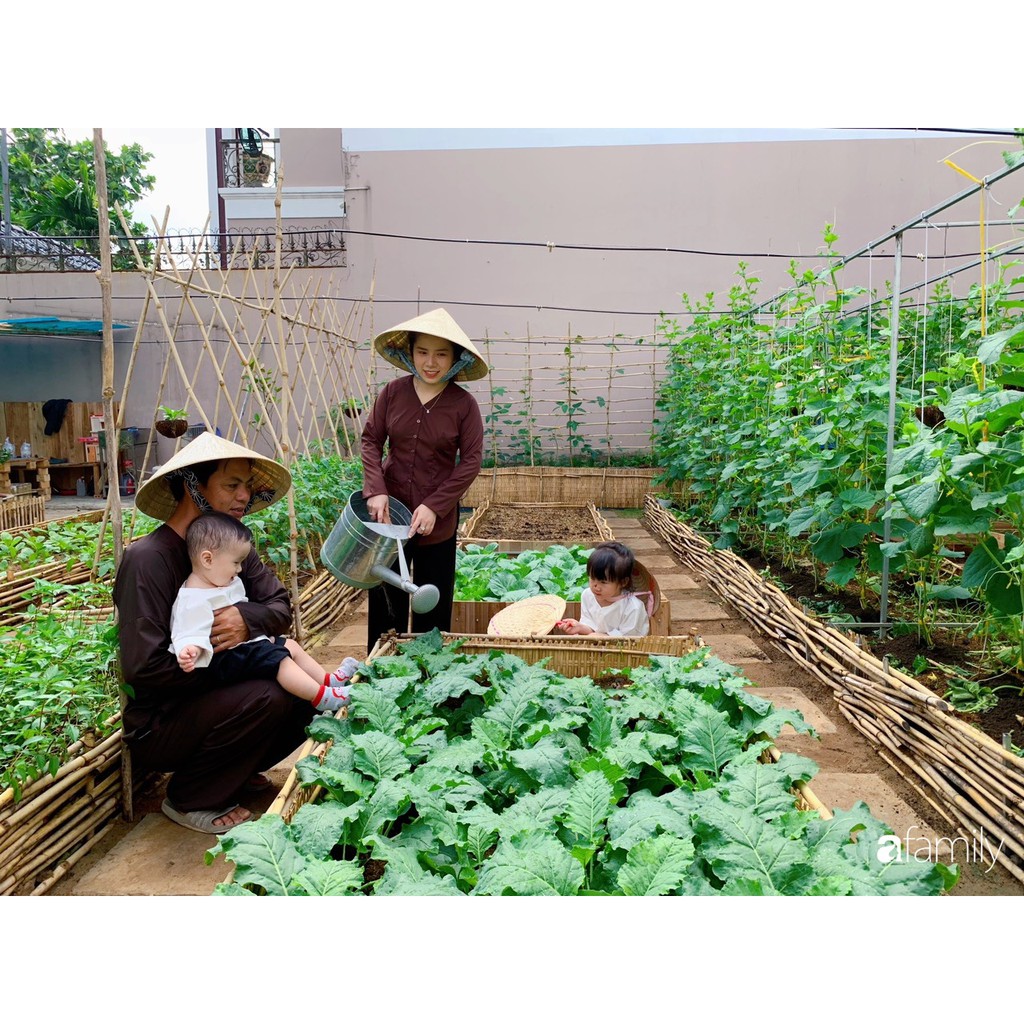 COMBO Trọn bộ trồng Hoa Qủa Tập Làm Vườn HOA TỬ ĐẰNG, cà chua khổng lồ, bí khổng lồ