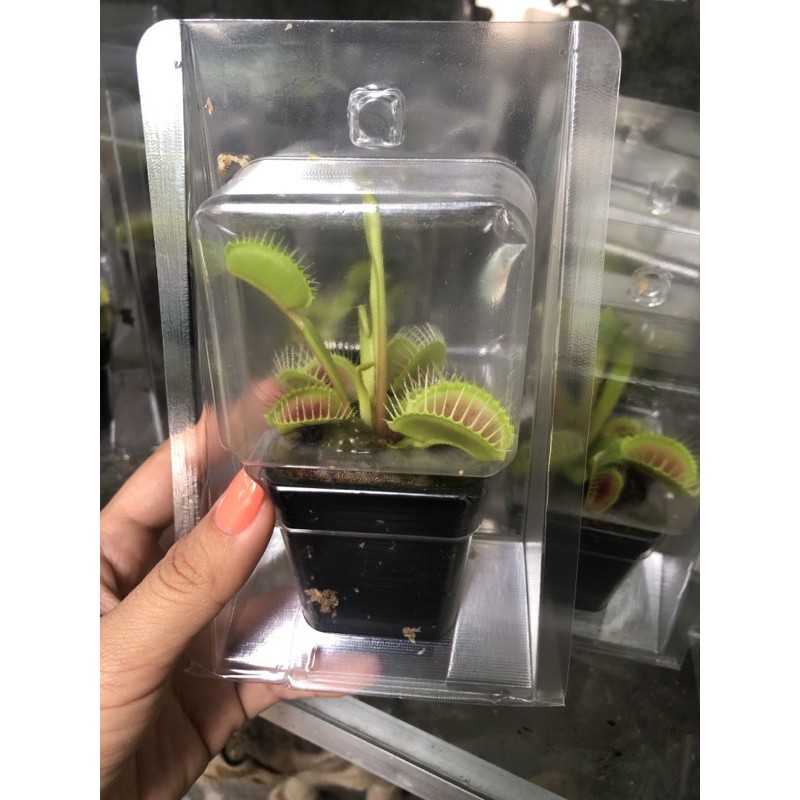 Chậu cây bẫy kẹp bắt mồi - Venus Flytrap