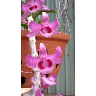 Combo 5  cây Lan Hồng Ngọc Thiên Sứ ( cây giống dài 15-25 cm)