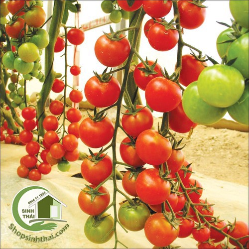 Hạt Giống Cà Chua Bi - Nảy Mầm Cực Chuẩn
