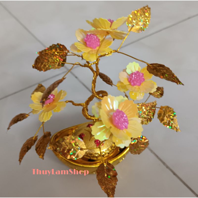 Cây cành vàng lá ngọc mini nhỏ xinh xinh để bàn thu hút tài lộc