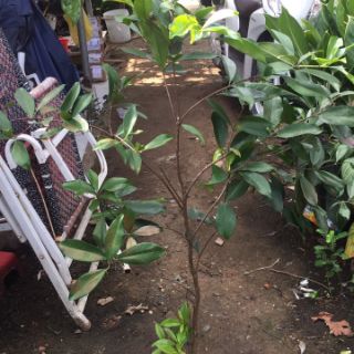 Cây cherry brazil