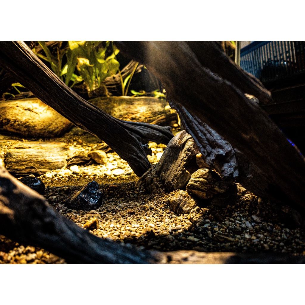 Cát Suối Thiên Nhiên Femolay | Bao 2KG | Trang Trí Trải Nền Bể Thủy Sinh, Biotope .